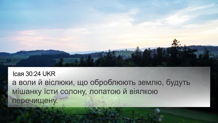 Ісая 30:24 UKR Bible Verse Image