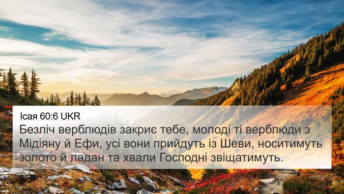 Ісая 60:6 UKR Bible Verse Image