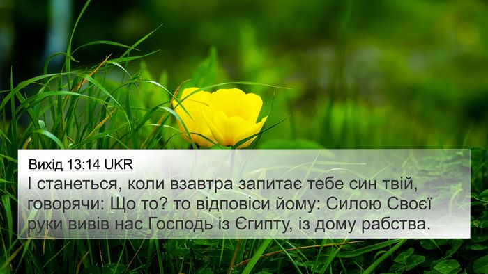 Вихід 13:14 UKR Bible Verse Image