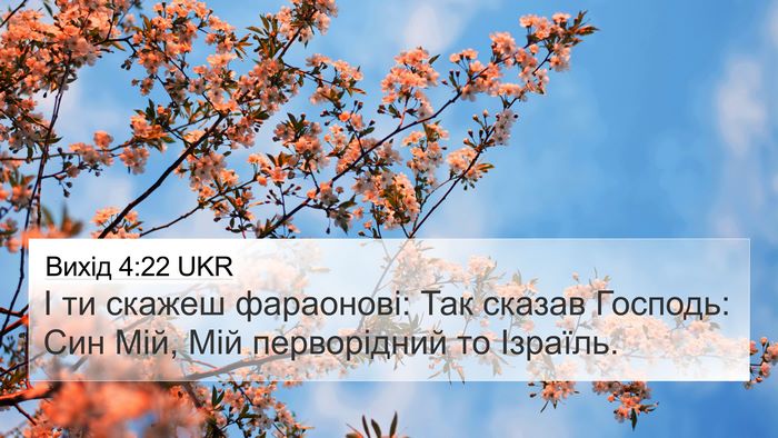 Вихід 4:22 UKR Bible Verse Image