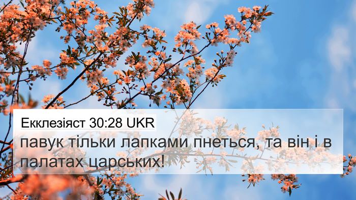 Екклезіяст 30:28 UKR 4K Wallpaper - павук тільки лапками - 4K Wallpaper Bible Verse