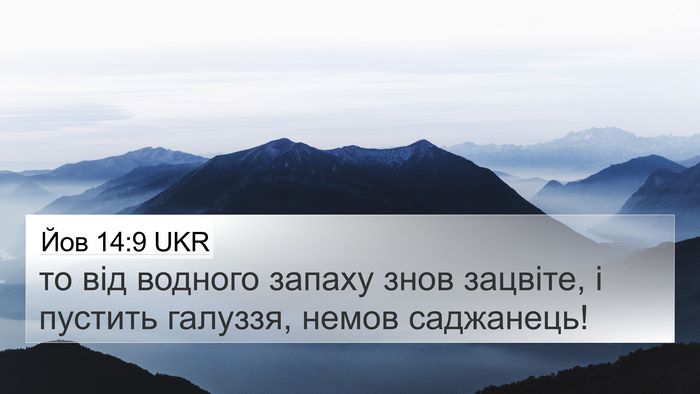 Йов 14:9 UKR 4K Wallpaper - то від водного запаху знов - 4K Wallpaper Bible Verse