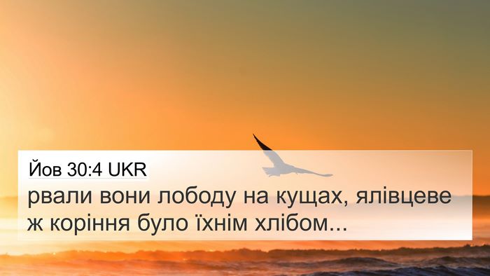 Йов 30:4 UKR 4K Wallpaper - рвали вони лободу на кущах, - 4K Wallpaper Bible Verse