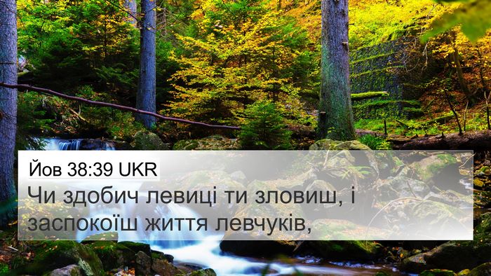Йов 38:39 UKR Bible Verse Image