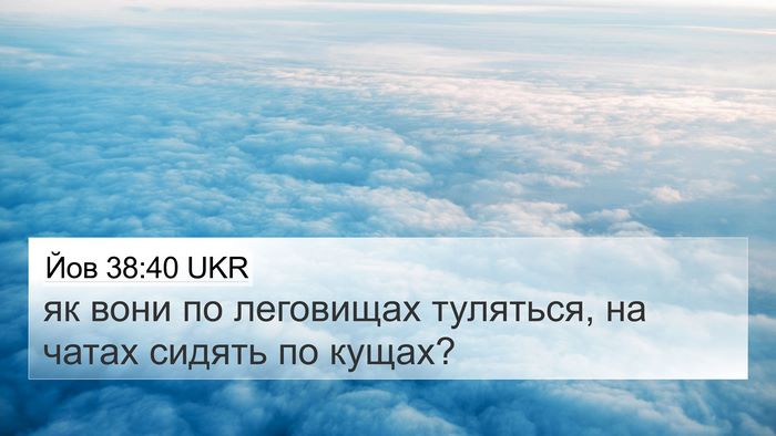 Йов 38:40 UKR Bible Verse Image
