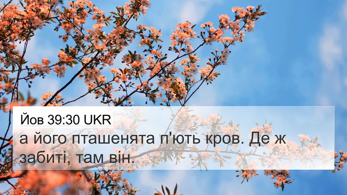 Йов 39:30 UKR Bible Verse Image