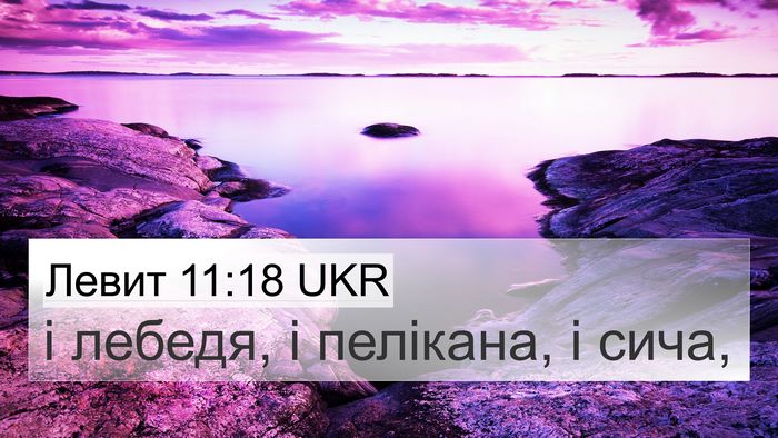 Левит 11:18 UKR 4K Wallpaper - і лебедя, і пелікана, і - 4K Wallpaper Bible Verse