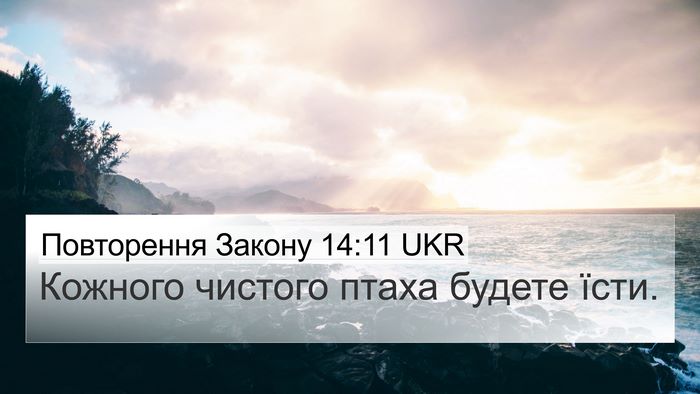 Повторення Закону 14:11 UKR 4K Wallpaper - Кожного чистого птаха - 4K Wallpaper Bible Verse