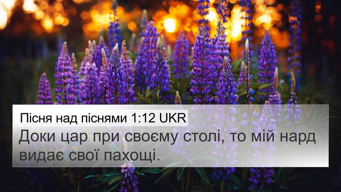Пісня над піснями 1:12 UKR Bible Verse Image