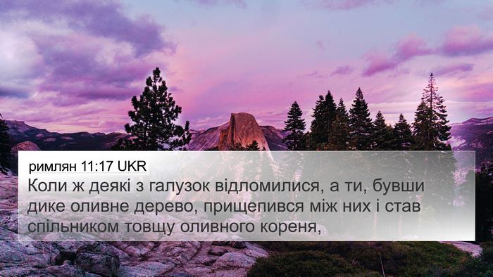 римлян 11:17 UKR Bible Verse Image