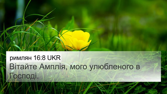 римлян 16:8 UKR Bible Verse Image