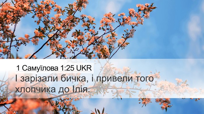 1 Самуїлова 1:25 UKR Desktop Wallpaper - І зарізали бичка, і привели - Desktop Bible Verse Wallpaper