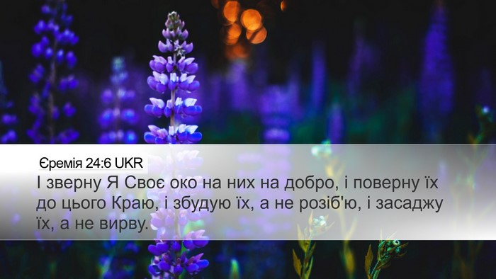 Єремія 24:6 UKR Bible Verse Image