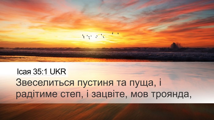 Ісая 35:1 UKR Bible Verse Image