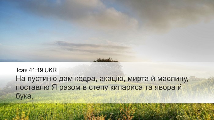 Ісая 41:19 UKR Bible Verse Image