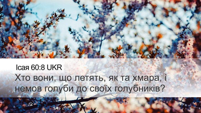 Ісая 60:8 UKR Bible Verse Image