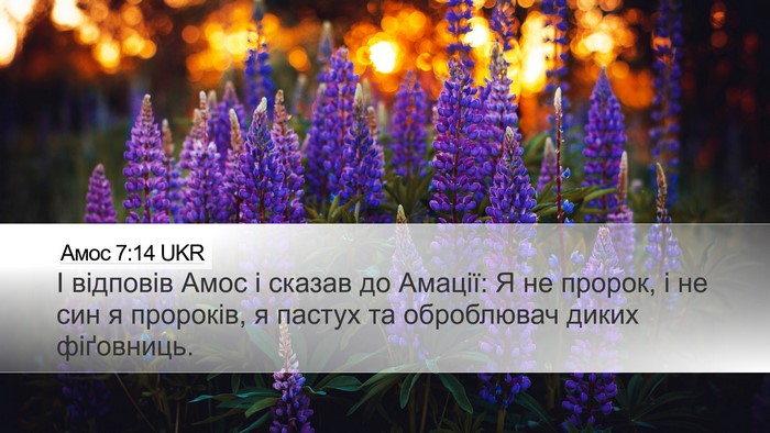Амос 7:14 UKR Bible Verse Image