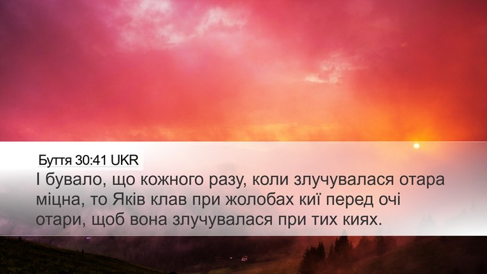 Буття 30:41 UKR Desktop Wallpaper - І бувало, що кожного разу, - Desktop Bible Verse Wallpaper