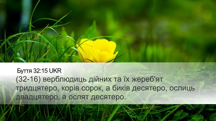 Буття 32:15 UKR Desktop Wallpaper - (32-16) верблюдиць дійних та - Desktop Bible Verse Wallpaper