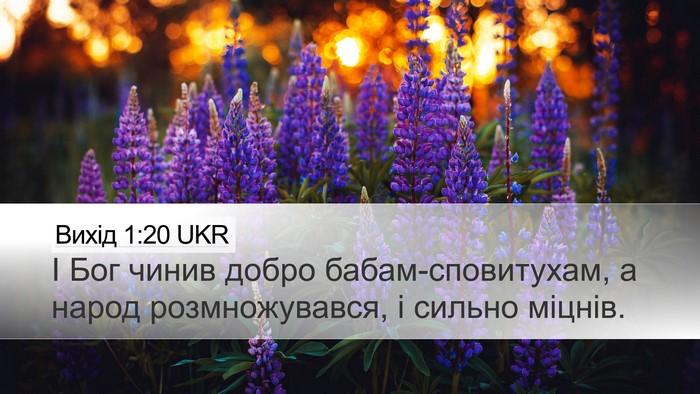 Вихід 1:20 UKR Bible Verse Image