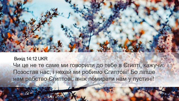 Вихід 14:12 UKR Bible Verse Image