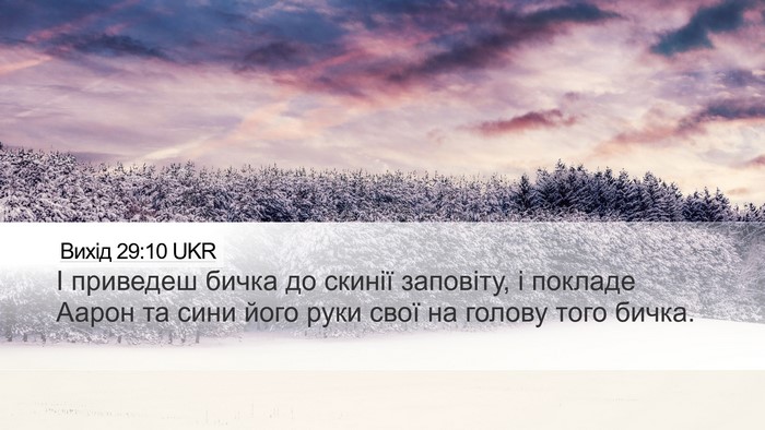 Вихід 29:10 UKR Bible Verse Image