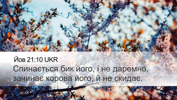 Йов 21:10 UKR Bible Verse Image