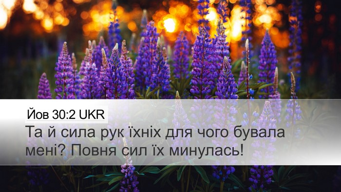 Йов 30:2 UKR Desktop Wallpaper - Та й сила рук їхніх для - Desktop Bible Verse Wallpaper