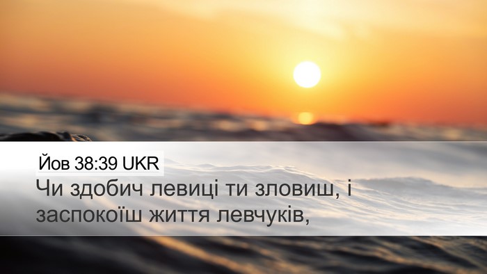 Йов 38:39 UKR Bible Verse Image