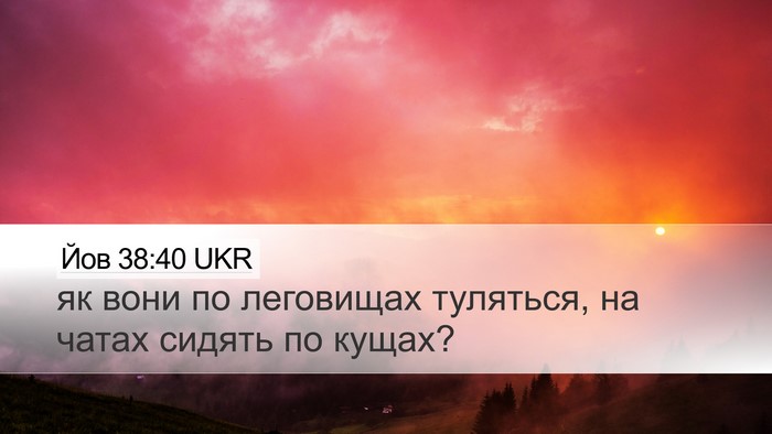 Йов 38:40 UKR Bible Verse Image