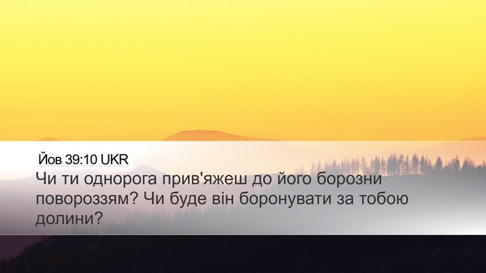 Йов 39:10 UKR Desktop Wallpaper - Чи ти однорога прив'яжеш до - Desktop Bible Verse Wallpaper