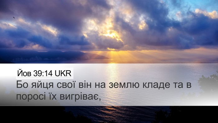 Йов 39:14 UKR Bible Verse Image