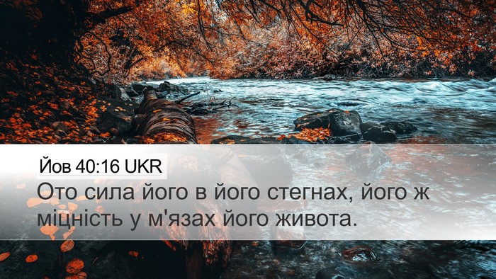 Йов 40:16 UKR Desktop Wallpaper - Ото сила його в його - Desktop Bible Verse Wallpaper