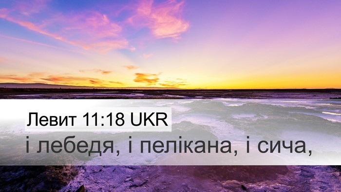 Левит 11:18 UKR Desktop Wallpaper - і лебедя, і пелікана, і - Desktop Bible Verse Wallpaper