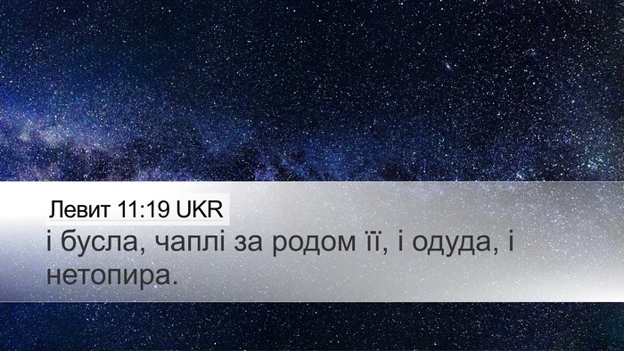Левит 11:19 UKR Bible Verse Image
