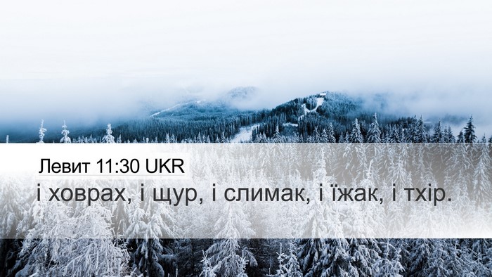 Левит 11:30 UKR Desktop Wallpaper - і ховрах, і щур, і слимак, і - Desktop Bible Verse Wallpaper