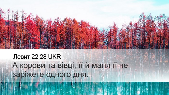 Левит 22:28 UKR Bible Verse Image