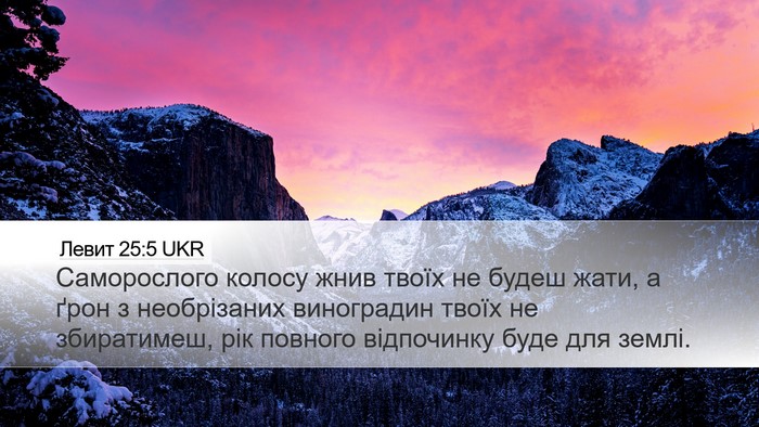 Левит 25:5 UKR Desktop Wallpaper - Саморослого колосу жнив - Desktop Bible Verse Wallpaper