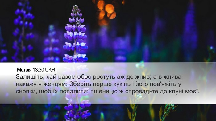 Матвія 13:30 UKR Bible Verse Image