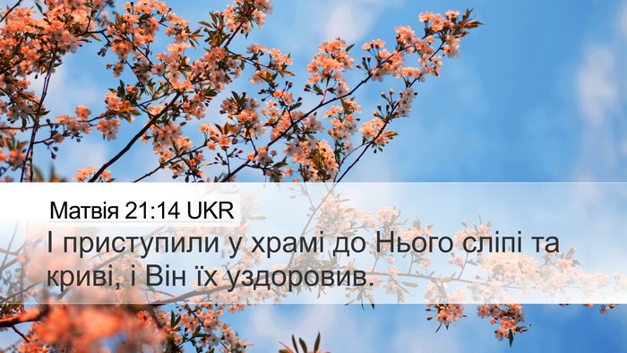Матвія 21:14 UKR Bible Verse Image
