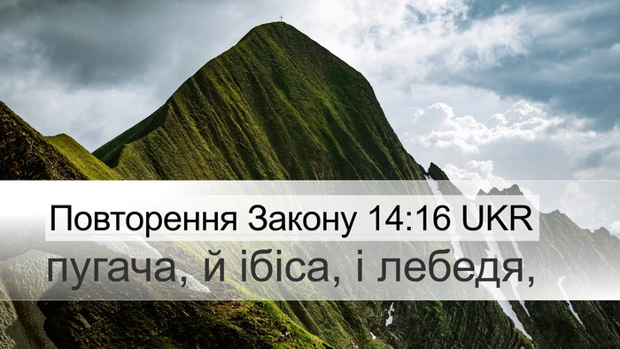 Повторення Закону 14:16 UKR Desktop Wallpaper - пугача, й ібіса, і - Desktop Bible Verse Wallpaper