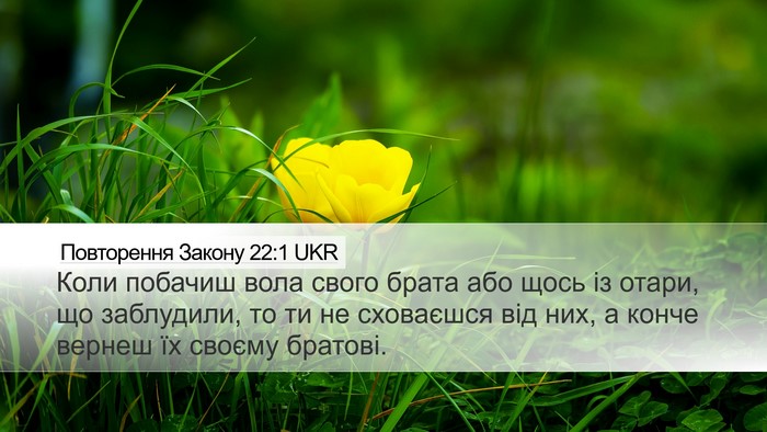 Повторення Закону 22:1 UKR Bible Verse Image