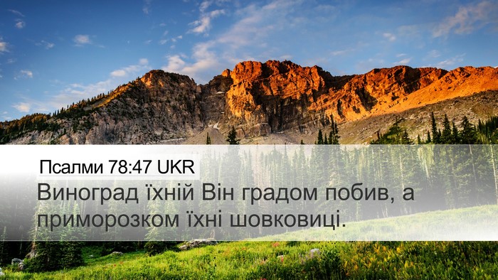 Псалми 78:47 UKR Bible Verse Image