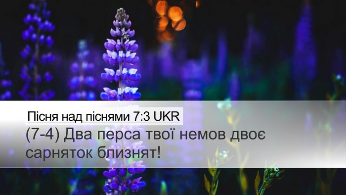 Пісня над піснями 7:3 UKR Desktop Wallpaper - (7-4) Два перса твої немов - Desktop Bible Verse Wallpaper