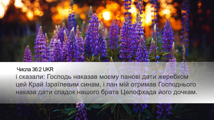 Числа 36:2 UKR Bible Verse Image
