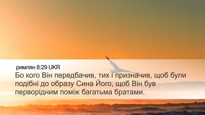 римлян 8:29 UKR Bible Verse Image