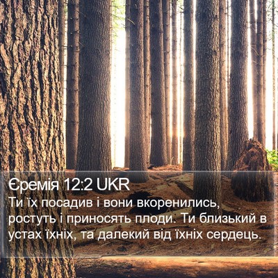 Єремія 12:2 UKR Bible Verse Image