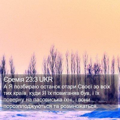 Єремія 23:3 UKR Bible Verse Image
