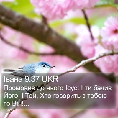 Івана 9:37 UKR Bible Verse Image