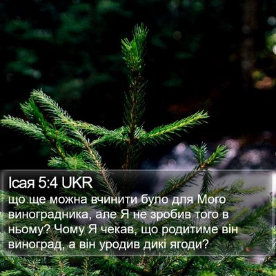 Ісая 5:4 UKR Bible Verse Image